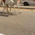 خلفه بكر وضحاء جذعه حيسونيه