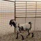 عنز مشروكه
