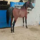 حصان واهو وللبيع شعبي رفيه من نوادر الخيل