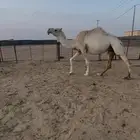 لقحه وضحاء للبيع