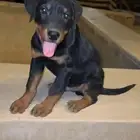 ذكر روت وايلر بيور