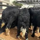 خروف نجدي خرفان نجد للبيع تفريد او جمله