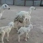 رغايث حريات فاخرات