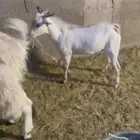 تيس جنوبي بلدي عمر 8_