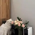 قطة مافيه زيها بالكون للتبني