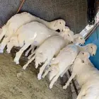 خرفان للبيع