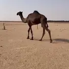 قعود فحل مجهم لقي يجذع