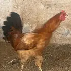 ديك