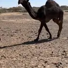قعود مجهم