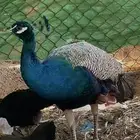 طاووس أليف ماشاء الله