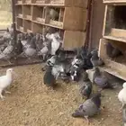 للبيع فروخ زاجل