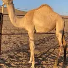 قعود فطيم جاهز للعسف