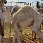 للبيع قعود طيب بحائل