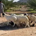 سواكن جذعان مرابي فل شحم ب1000 ريال شامل الذبح و 1100 تمارا