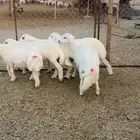 بهم فاخر