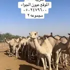 قعدان مرابي 4 شهور جاهزه