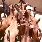 تيوس بلدية