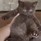 بريتش شورت هير تشوكلت للبيع