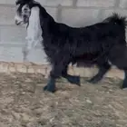 جفره عارضيه صنف تم البيع