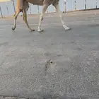 لقحه وبكره