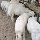 ذبائح