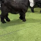 للبيع جذع عارضي كفففو تتتم البيع
