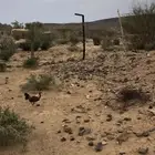 دجاج بلدي