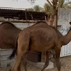 حشو قعدان