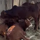 حسلان بلدي كايفه من الاخر