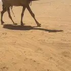 لقحه الشعلا الكفو