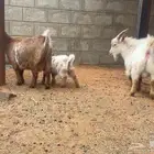 تم البيع