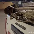 طلي مفقود بحي السليمانية