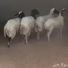 نعيم