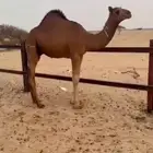 قعود فحل كايف ولد لطام