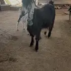 عنز عارضيه حواء