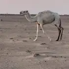للبيع بكرة