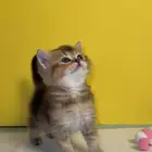 كتن سكوتش ستريت مستوا جبار