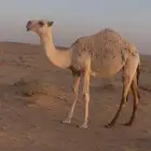 بكره باتليه للبيع