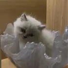 كتن هملايا للبيع