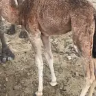 حوار للبيع.