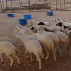 20 رخال جذعات شرط