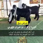 تيوس مشاريع فحول