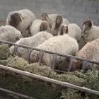 يوجد نعيم للبيع تسع والعاشر الفحل ومنها دفيع
