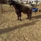 تم البيع. فحل تيس شامي