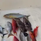 رحلة صيد يوم الجمعة ( مرسى درة العروس )