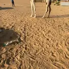 بكره كفوو