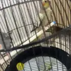 طيور كراوين