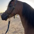 فرس واهو فاخره ولقاح ثقيل