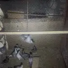 حمام زاجل وحمام زاجل ايس