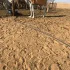 القعود الفردي